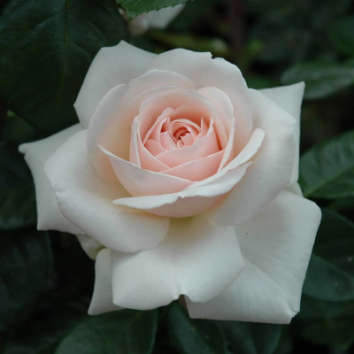 Climbing Rose Penny Lane